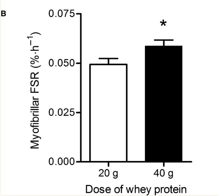 Die Grafik zeigt den Mittelwert der FSR (myofibrilläre fraktionierte synthetische Rate) nach der Einnahme von 20 g und 40 g Protein (Molkenprotein-Isolat).