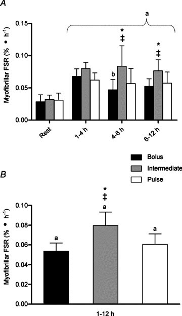 Die obere Grafik zeigt die myofibrilläre synthetische Rate (FSR) zwischen den Zeitpunkten und die untere Grafik die mittlere FSR über 1-12 Stunden nach einer Widerstandsübung und der Einnahme von Protein.