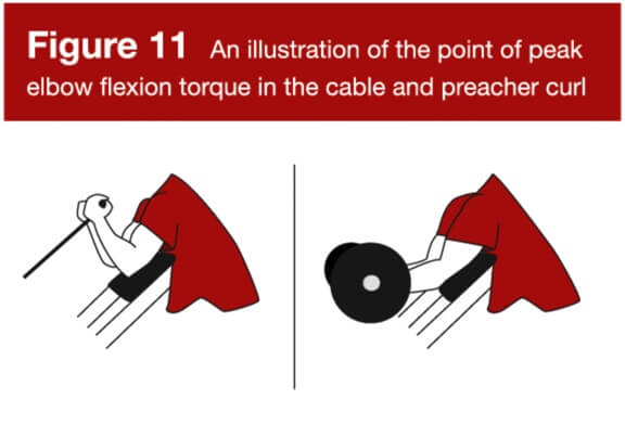 Eine Illustration des maximalen Ellbogenbeugedrehmoments beim Kabelzug und beim Preacher Curl mit der Hantel.