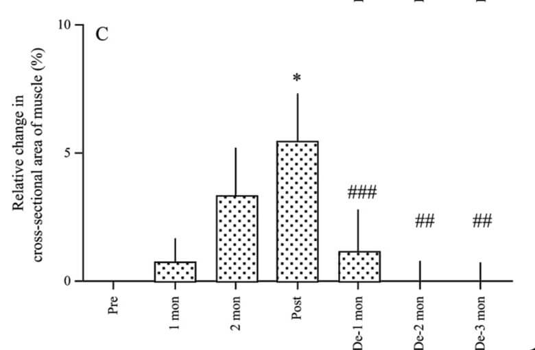 Entwicklung des Muskelquerschnitts in der Kubo-Studie.